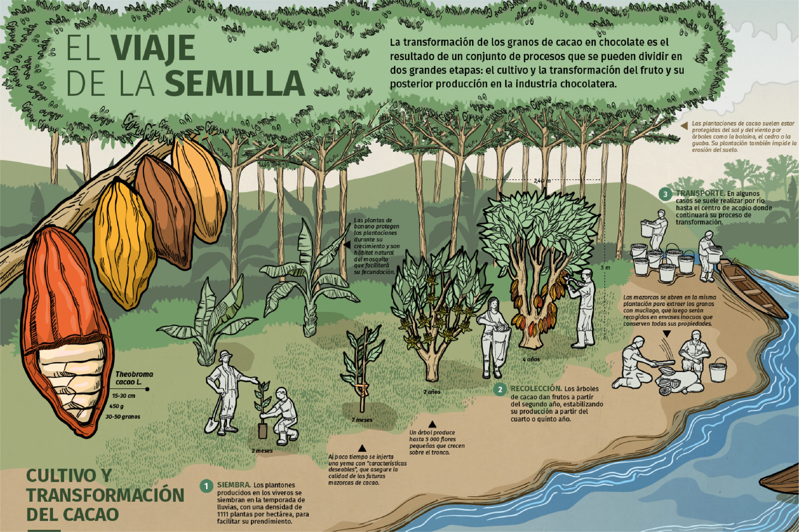 Infografías – Alianza Cacao